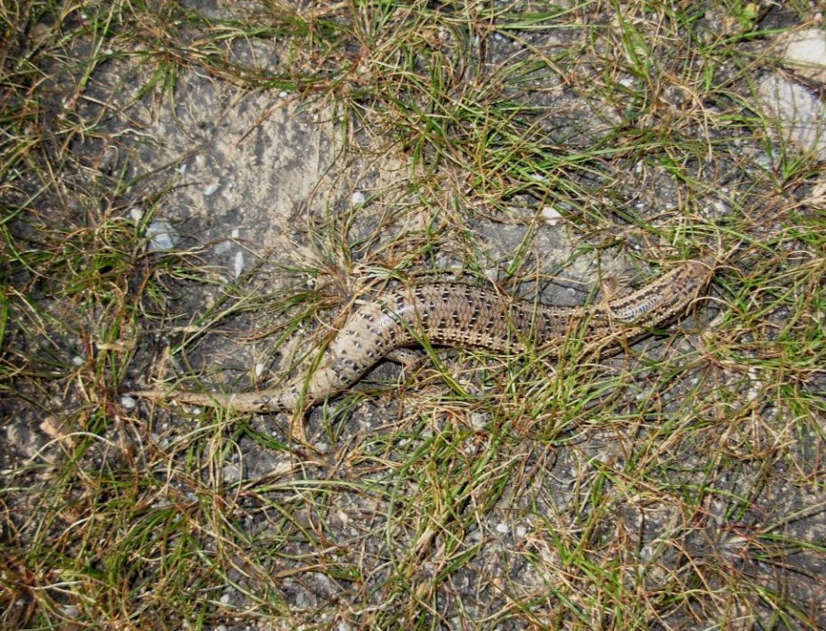 chalcides ocellatus tiligugu